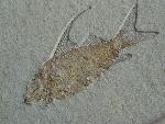 Propterus microstomus AGASSIZ